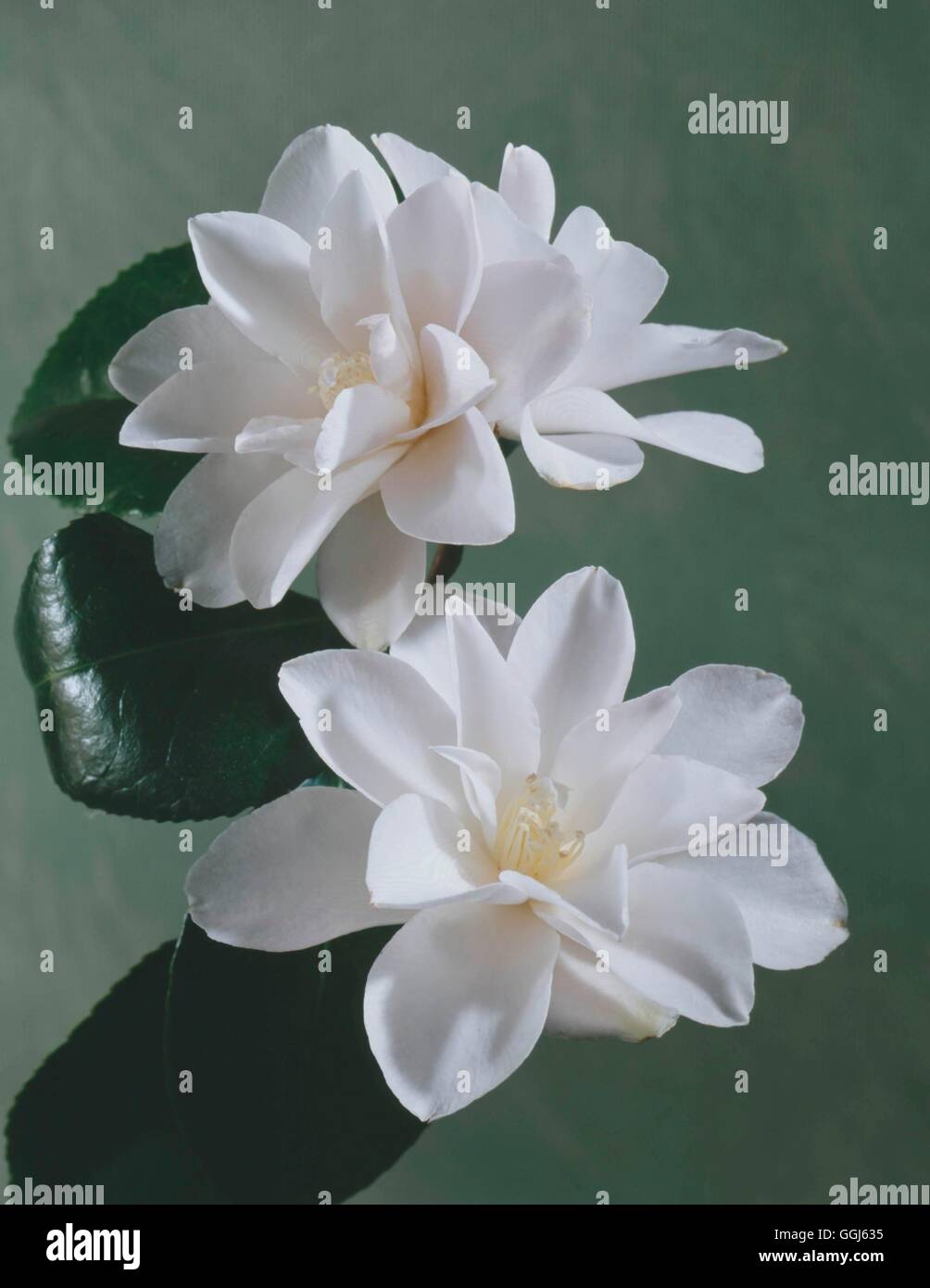 Camellia japonica - `Miyakodori' - (Syn. C.j `Magnoliiflora Alba')   CAM074282     Photos Horticultu Stock Photo